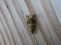 Common Marble (Celypha lacunana)