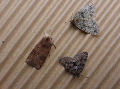 Chestnut-coloured Carpet (Thera cognata)