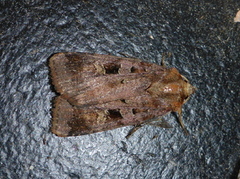 Purple Clay (Diarsia brunnea)