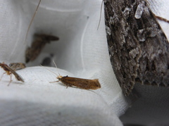 Variable Smudge (Ypsolopha ustella)