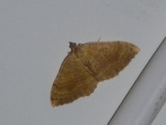 Yellow Shell (Camptogramma bilineata)