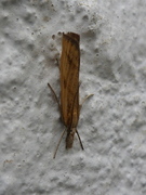 Barred Grass-veneer (Agriphila inquinatella)