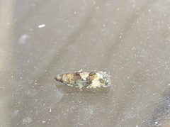 Rustkveldvikler (Zeiraphera ratzeburgiana)