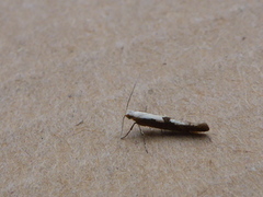 Cherry Fruit Moth (Argyresthia pruniella)