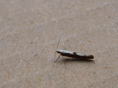 Kirsebærmøll (Argyresthia pruniella)