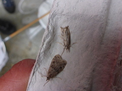 Klippenebbmott (Catoptria falsella)