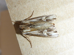 Purple Cloud (Actinotia polyodon)