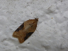 Jordbær-/buskflatvikler (Acleris comariana/laterana)