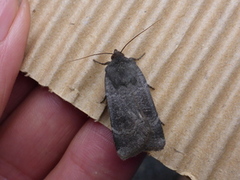 Lesser Yellow Underwing (Noctua comes)