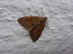 Grey Pine Carpet (Thera obeliscata)
