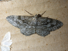 Mottled Beauty (Alcis repandata)
