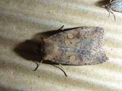 Barred Chestnut (Diarsia dahlii)