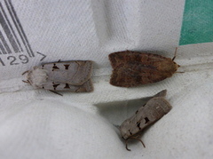 Barred Chestnut (Diarsia dahlii)