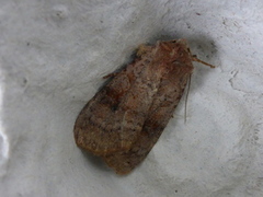 Barred Chestnut (Diarsia dahlii)