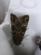 Grønt skogfly (Anaplectoides prasina)