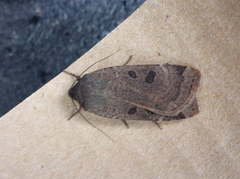 Lesser Yellow Underwing (Noctua comes)