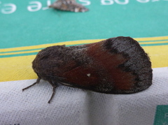 Pine Lappet (Dendrolimus pini)
