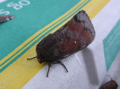 Pine Lappet (Dendrolimus pini)