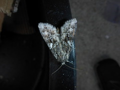 Great Brocade (Eurois occulta)