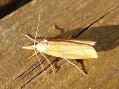 Takrørnebbmott (Chilo phragmitella)