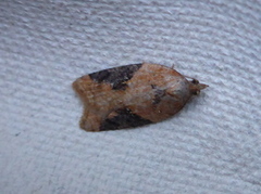 Jordbær-/buskflatvikler (Acleris comariana/laterana)