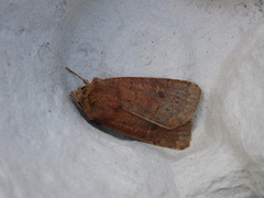 Neglected Rustic (Xestia castanea)