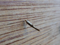 Cherry Fruit Moth (Argyresthia pruniella)