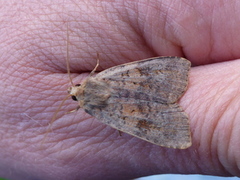 Rødlig løvfly (Parastichtis suspecta)