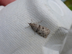 Ground-moss Grey (Eudonia truncicolella)