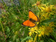 Oransjegullvinge (Lycaena virgaureae)