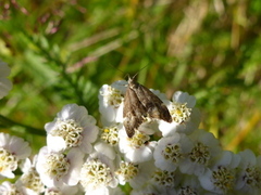 Neslebredmøll (Anthophila fabriciana)