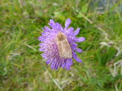 Kobberfly (Chersotis cuprea)