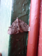Chestnut-coloured Carpet (Thera cognata)