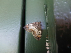 Dark Marbled Carpet (Dysstroma citrata)