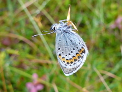 Idas blue (Plebejus idas)