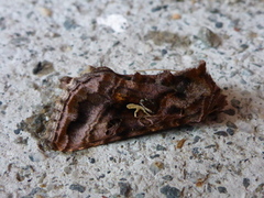 Gråbrunt metallfly (Autographa buraetica)