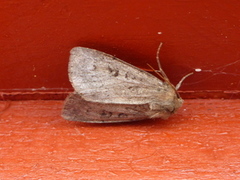 Double Dart (Graphiphora augur)