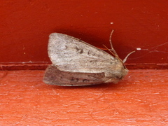 Skogteglfly (Diarsia mendica)