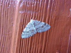 Welsh Wave (Venusia cambrica)