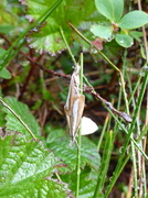 Pearl-band Grass Veneer (Catoptria margaritella)