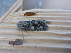 Great Brocade (Eurois occulta)
