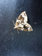 The Phoenix (Eulithis prunata)