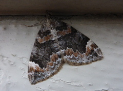 Common Marbled Carpet (Dysstroma truncata)