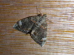 Common Marbled Carpet (Dysstroma truncata)