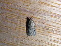 Ground-moss Grey (Eudonia truncicolella)