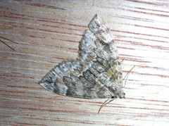 Common Marbled Carpet (Dysstroma truncata)