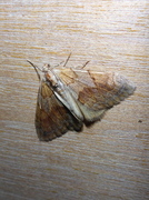 Grey Pine Carpet (Thera obeliscata)