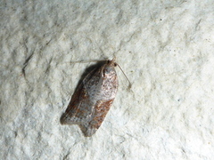 Jordbær-/buskflatvikler (Acleris comariana/laterana)