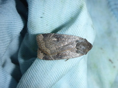 Lesser Yellow Underwing (Noctua comes)