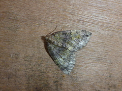 July Highflyer (Hydriomena furcata)